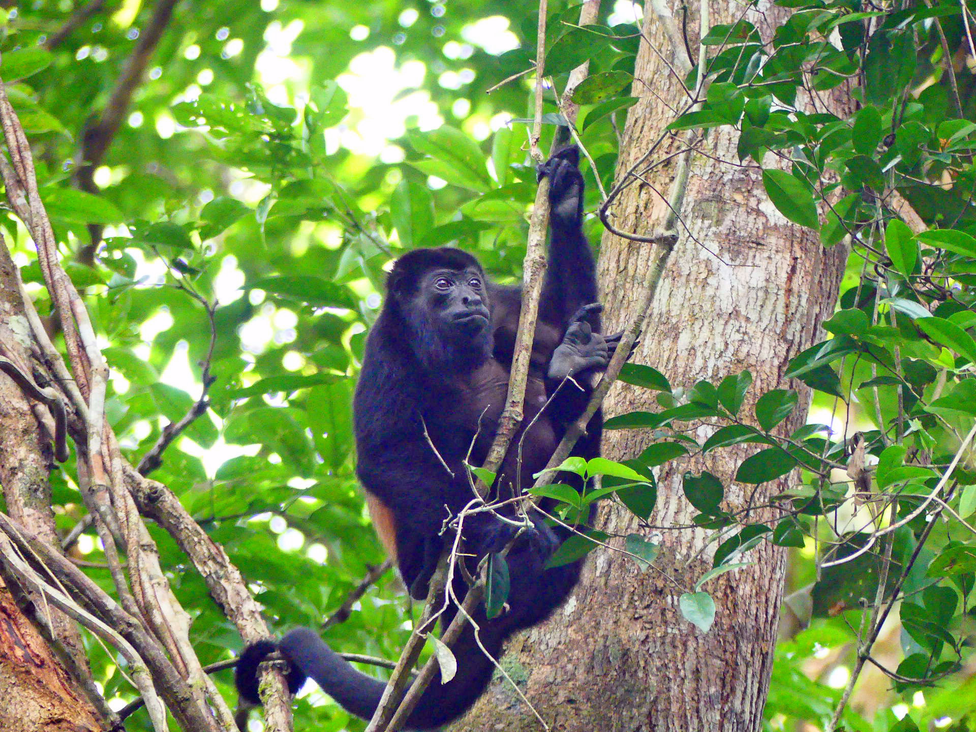 Les singes du Costa Rica : un voyage à la découverte de la faune primatologique