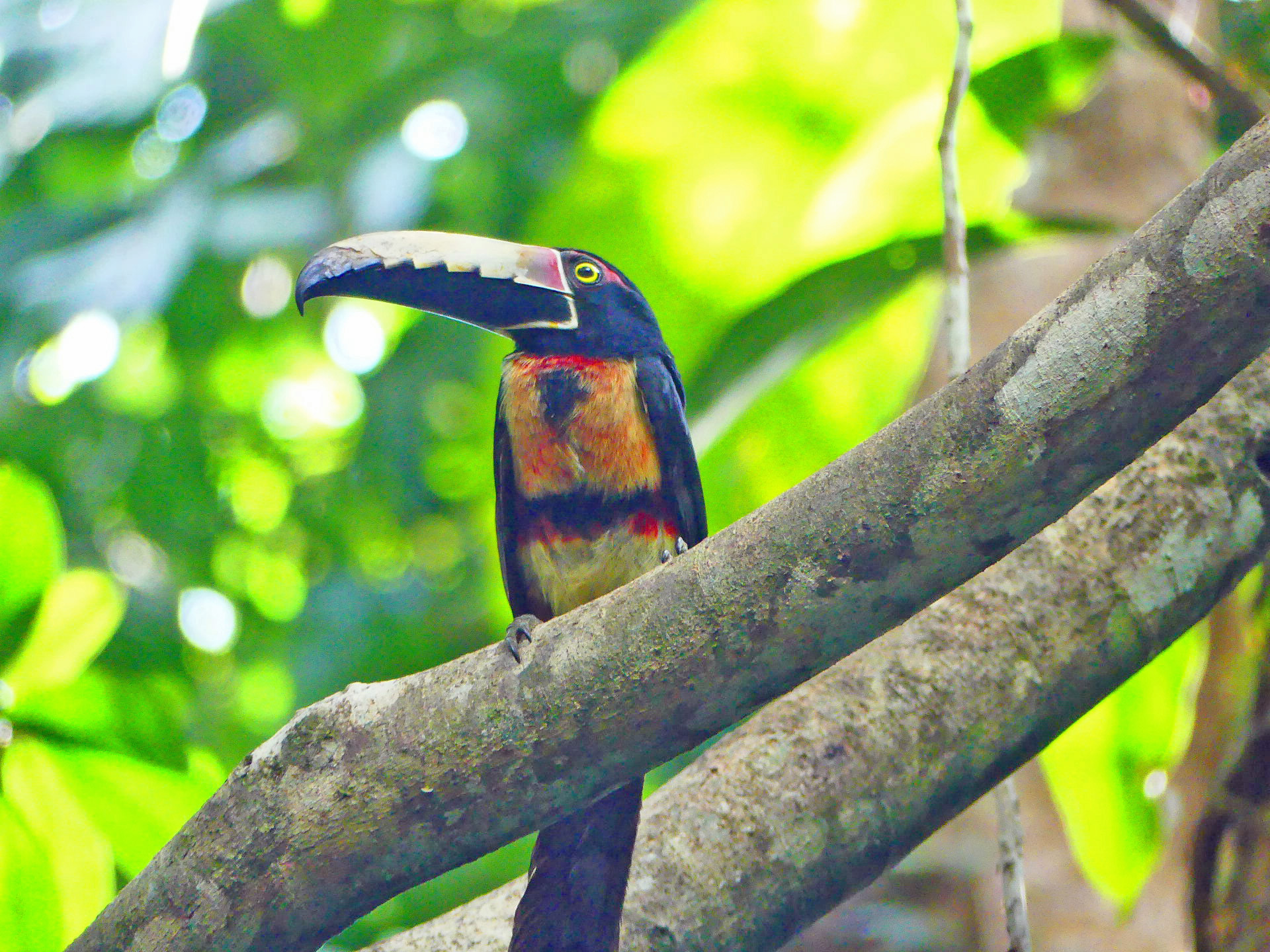 Toucan à collier sur un arbre perché