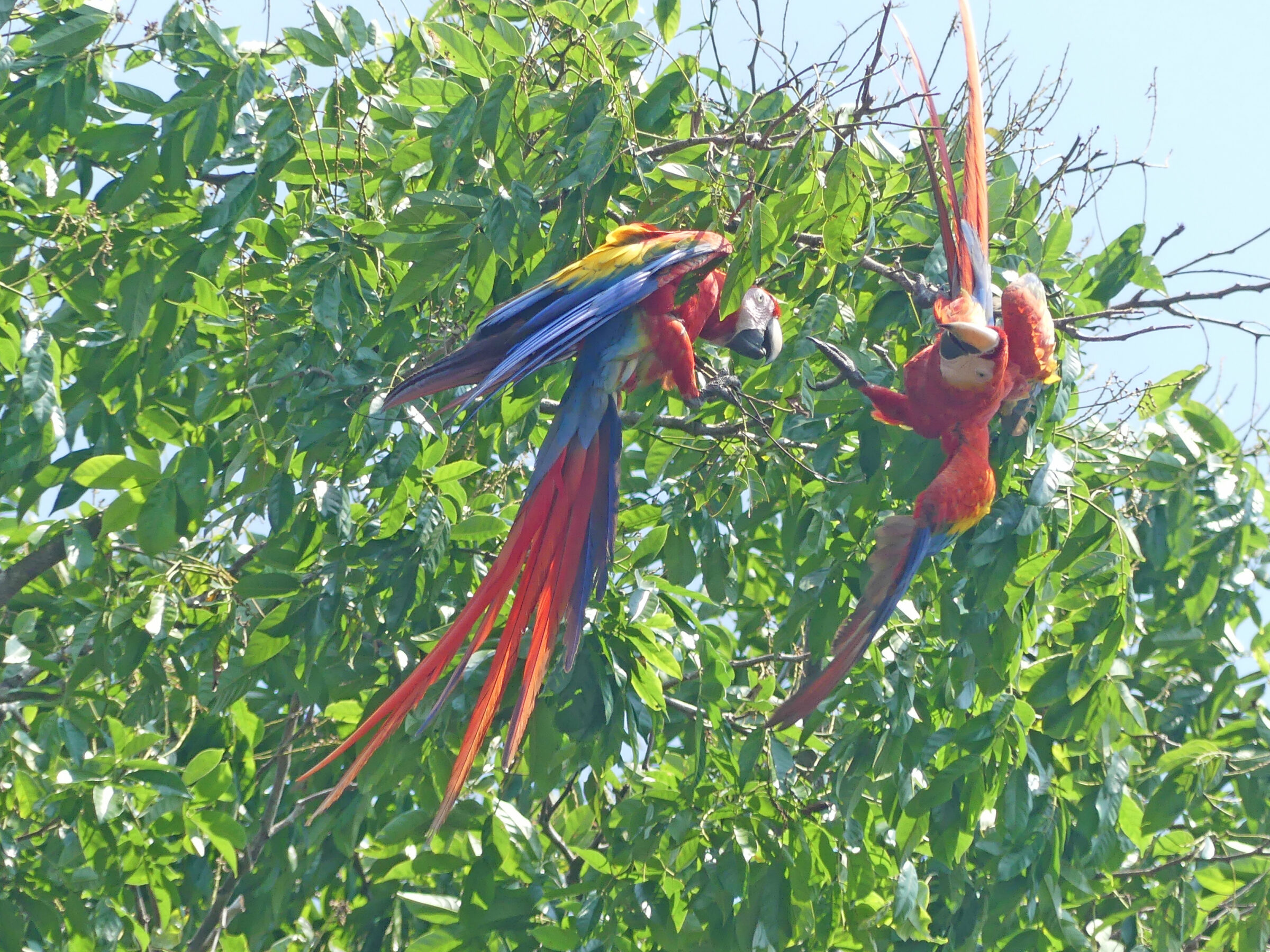 Deux Aras rouge sur un arbre
