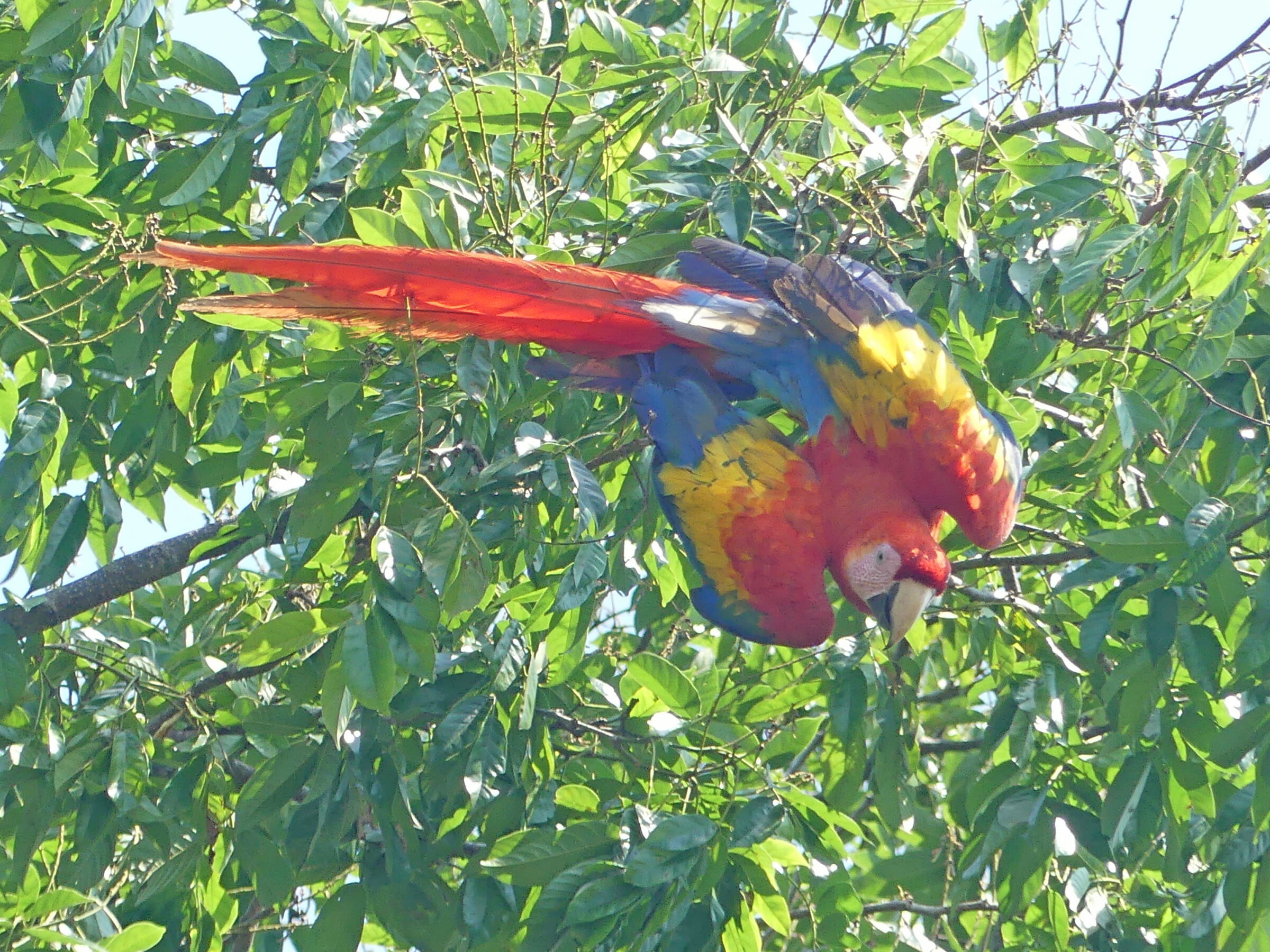 Les Oiseaux du Costa Rica : Un Paradis pour les Ornithologues et Amoureux de la Nature