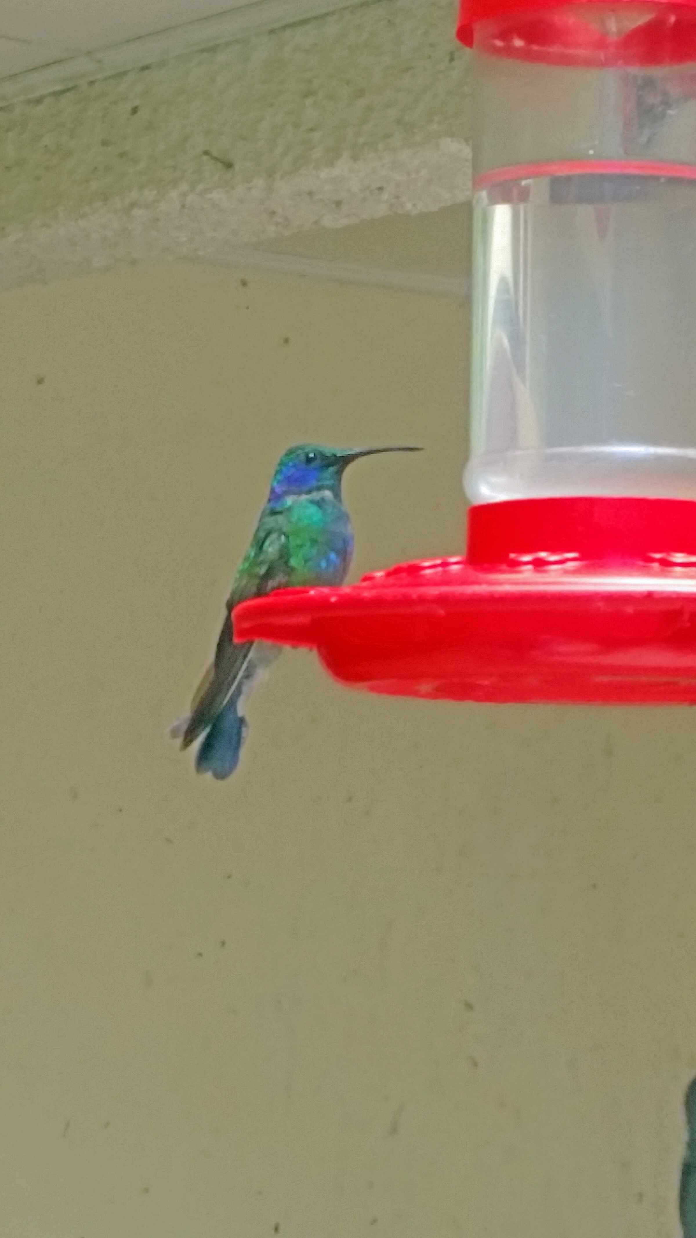 Colibri